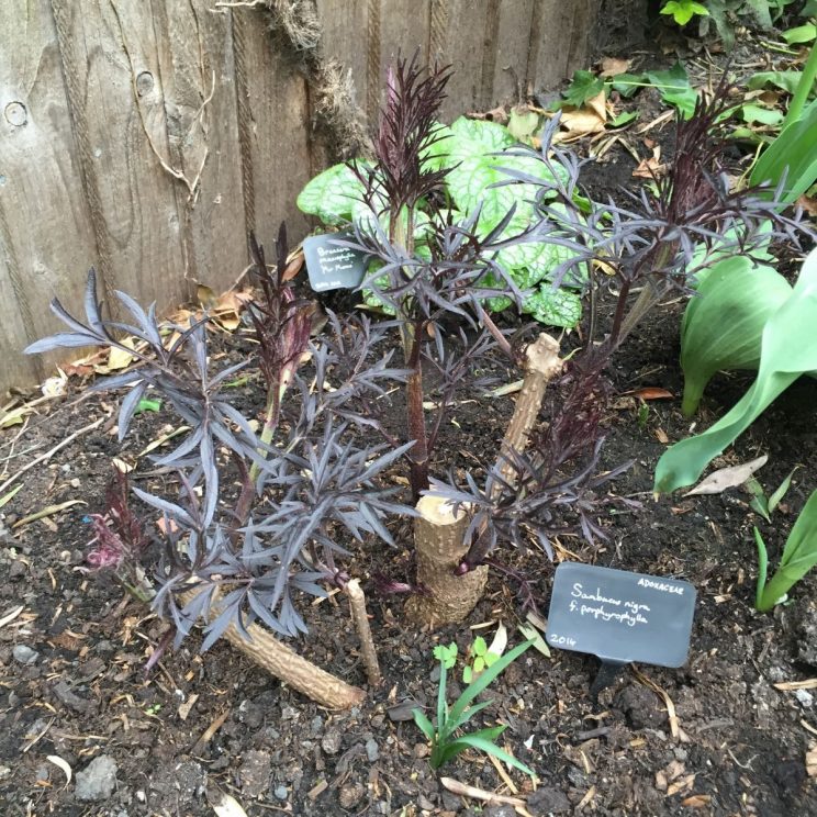 Sambucus nigra f. porphophylla 'Black Lace'