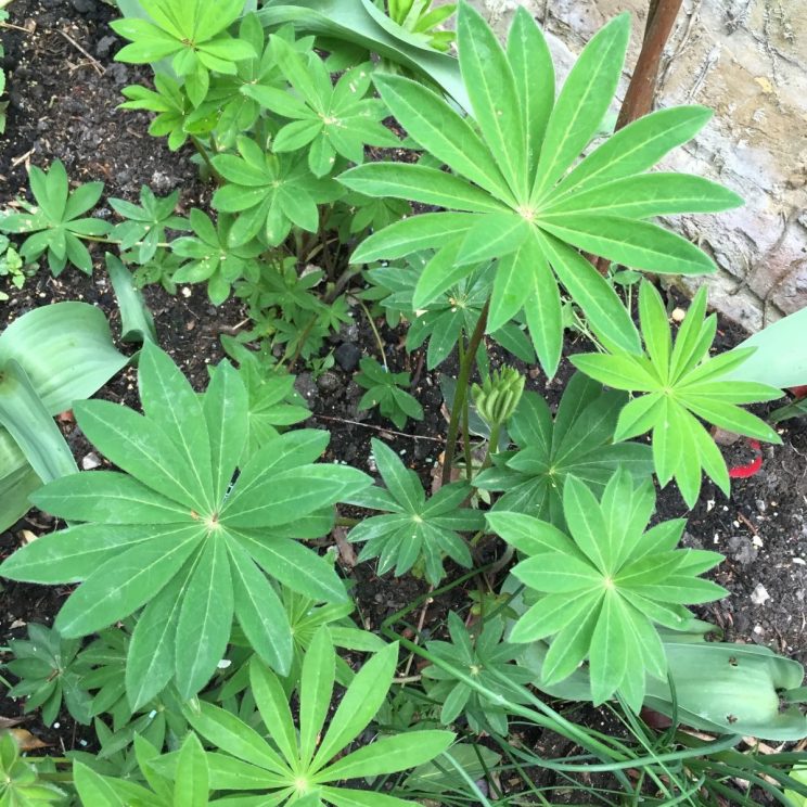 Lupinus 'The Pages'