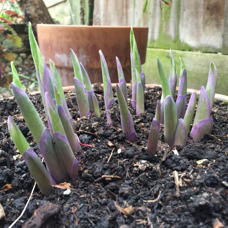 Hosta 'Francee'