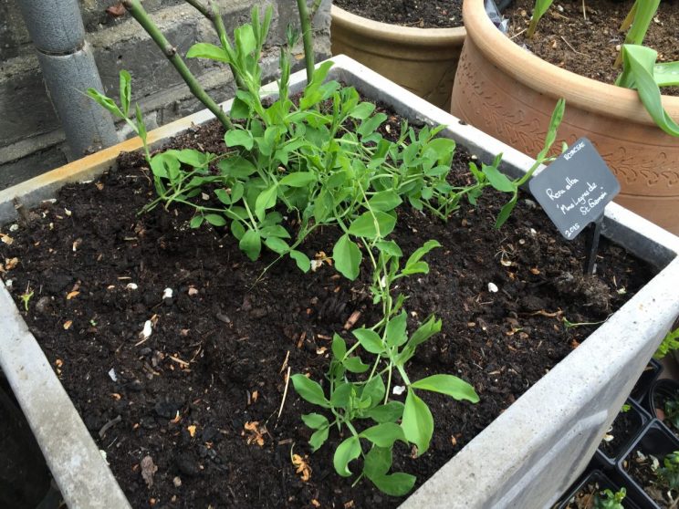 Sweet pea Lathyrus odoratus