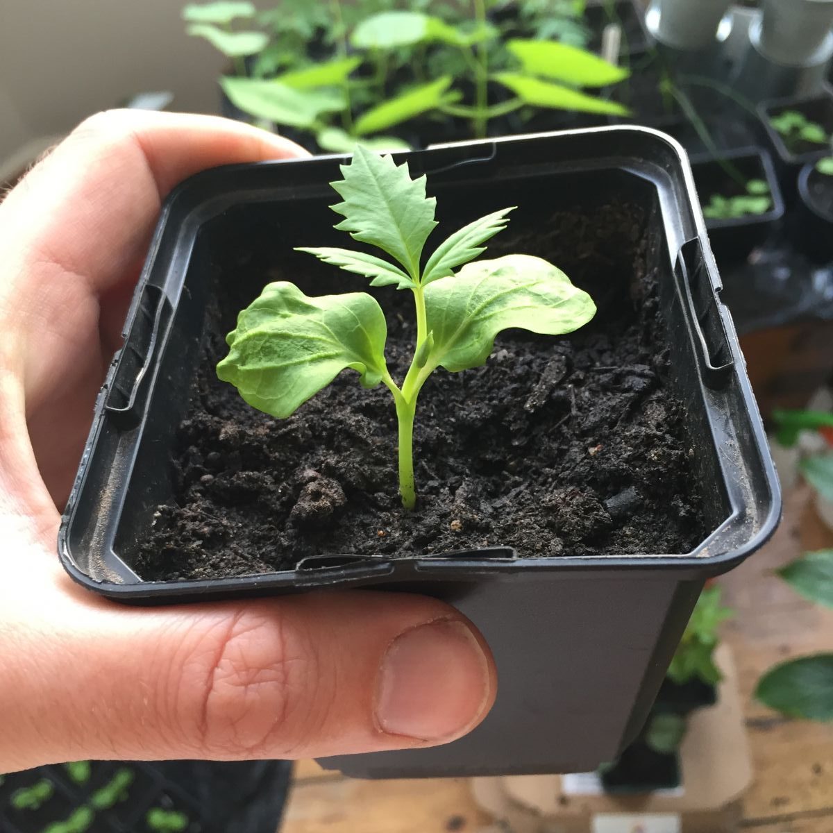 Melianthus major seedling