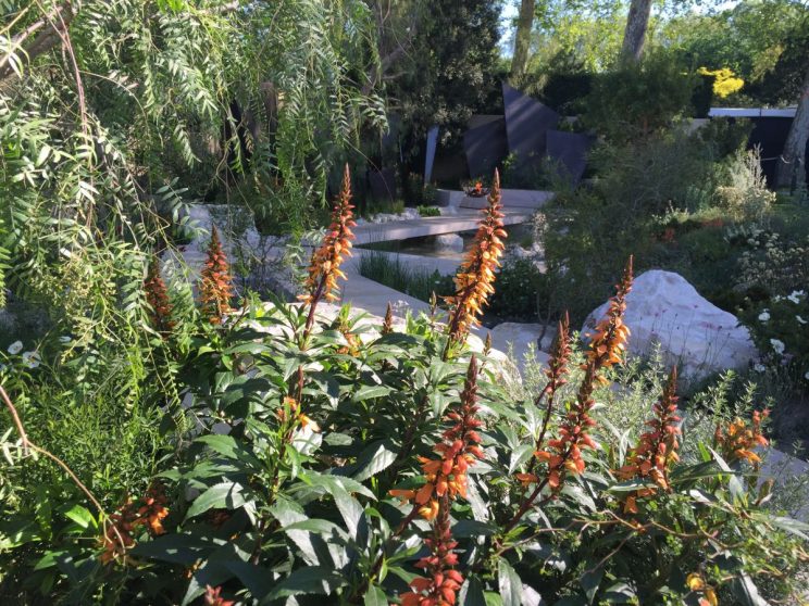 Isoplexis canariensis - RHS Chelsea Flower Show 2016