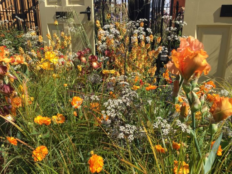 RHS Chelsea 2016