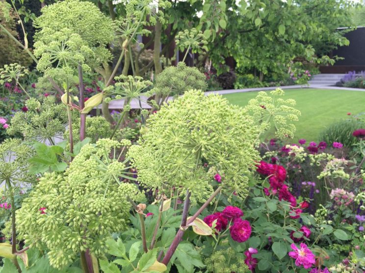 Angelica gygas - RHS Chelsea Flower Show 2016