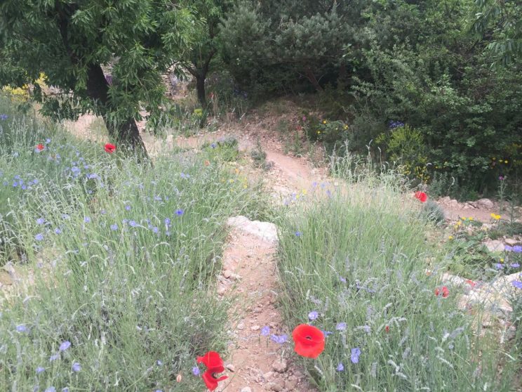 RHS Chelsea Flower Show 2016