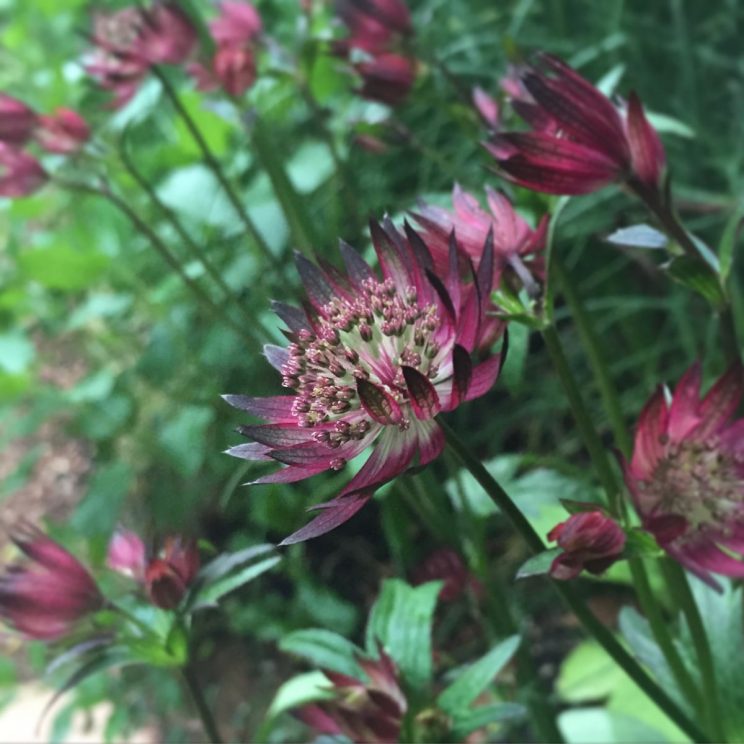 Astrantia major 'Ruby Star' - Jack Wallington