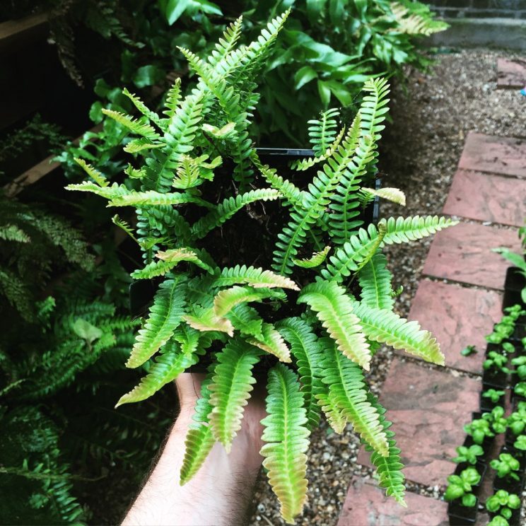 Blechnum penna-marina