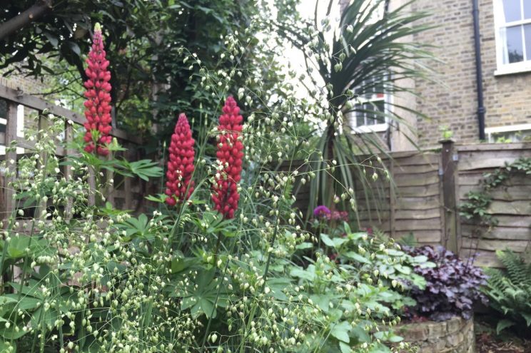 Briza media, Lupin 'The Page' and Cordyline australis