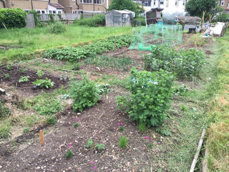 Jack Wallington's allotment in June 2016