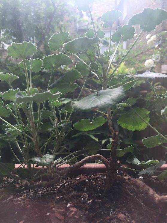 Pelargonium sidoides