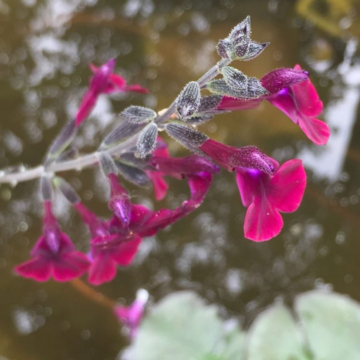 Salvia x jamensis 'Nachtvlinder'