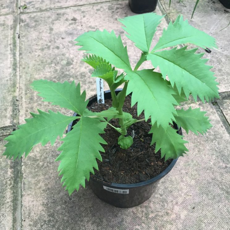 Melianthus major seedling