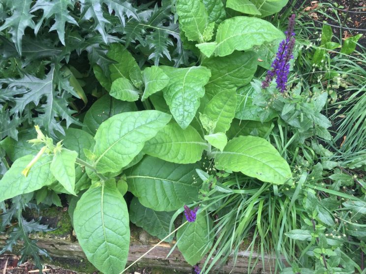 Nicotiana alata 'Lime Green'