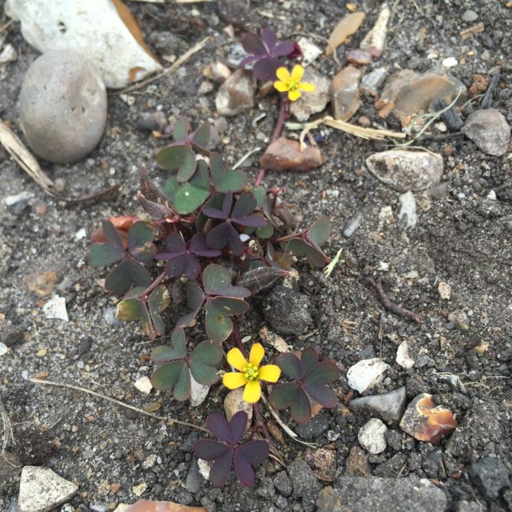 Oxalis corniculata