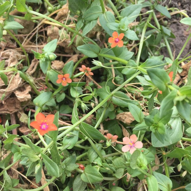 Anagallis arvensis