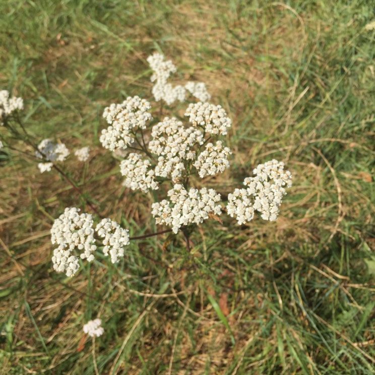 Achillea millefolium