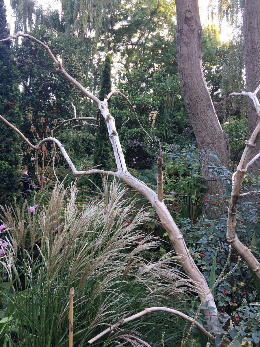 The beautiful and gentle front border filled with Miscanthus, Calamagrostis and Teasel framed by bone-like branches of a dead shrub.