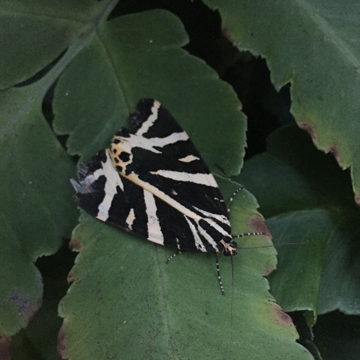 Jersey tiger moth