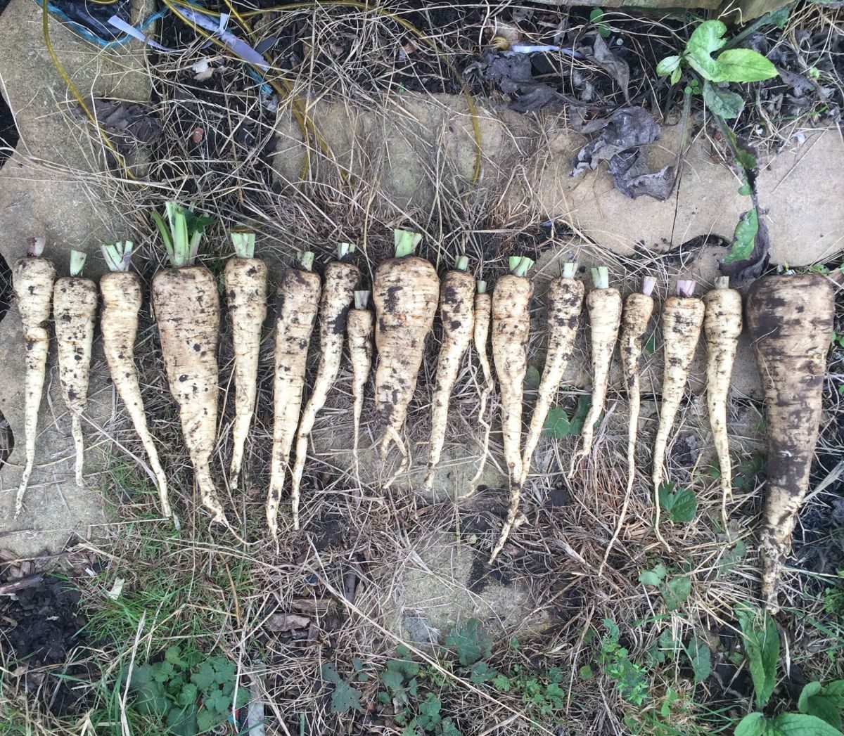 Parsnips, Pastinaca sativum 'Gladiator' Jack Wallington allotment