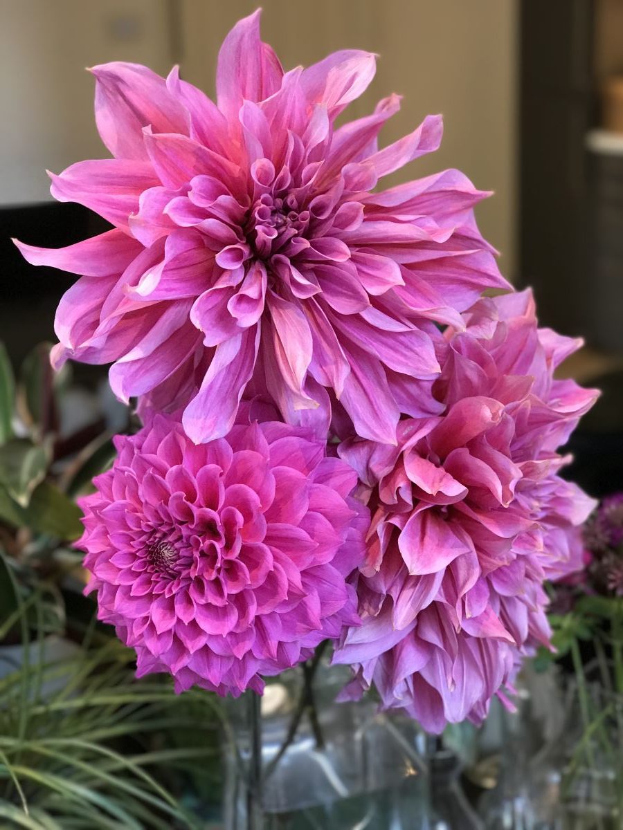 Dahlia, cut flowers