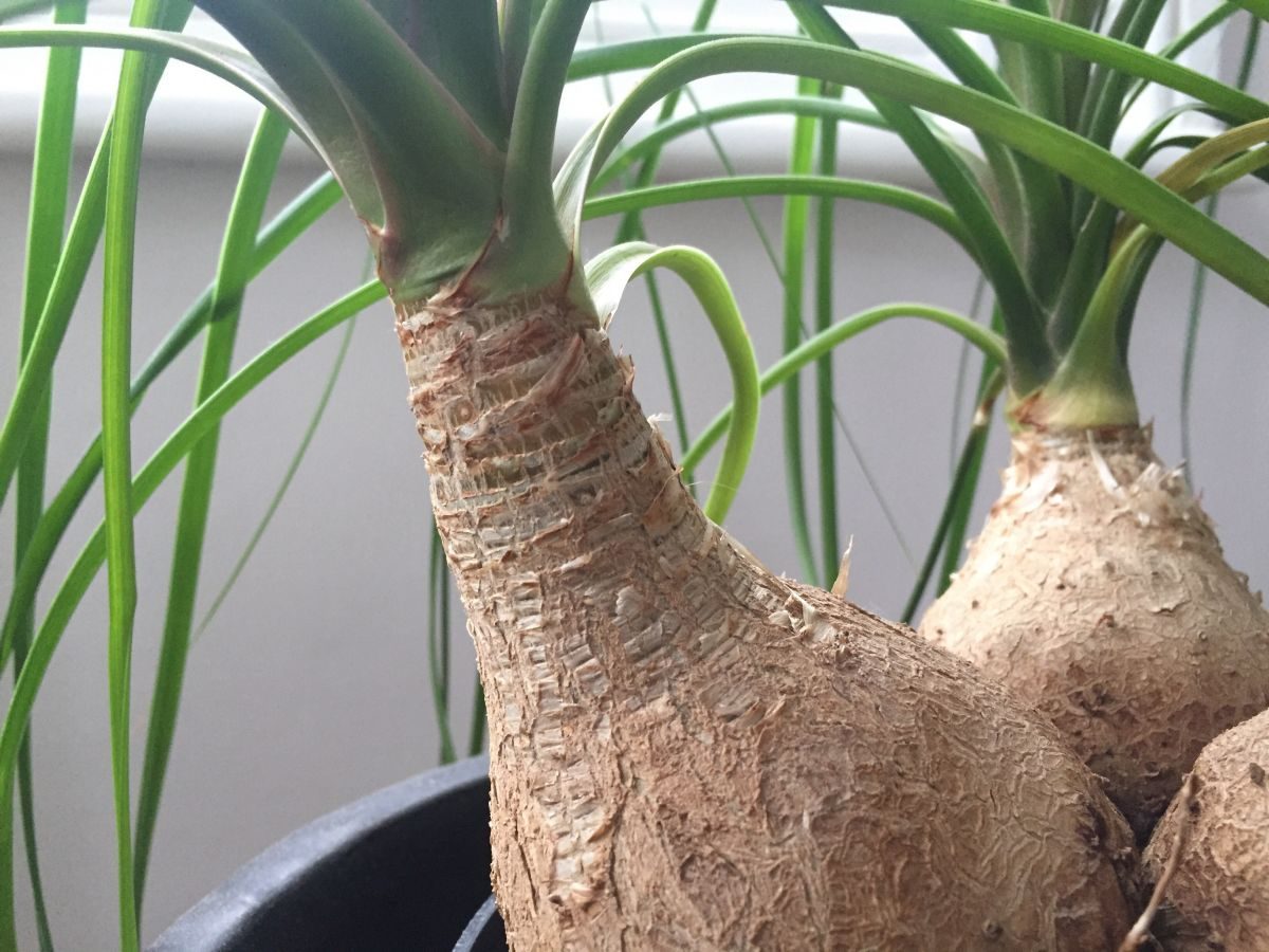 Beaucarnia recurvata bonsai