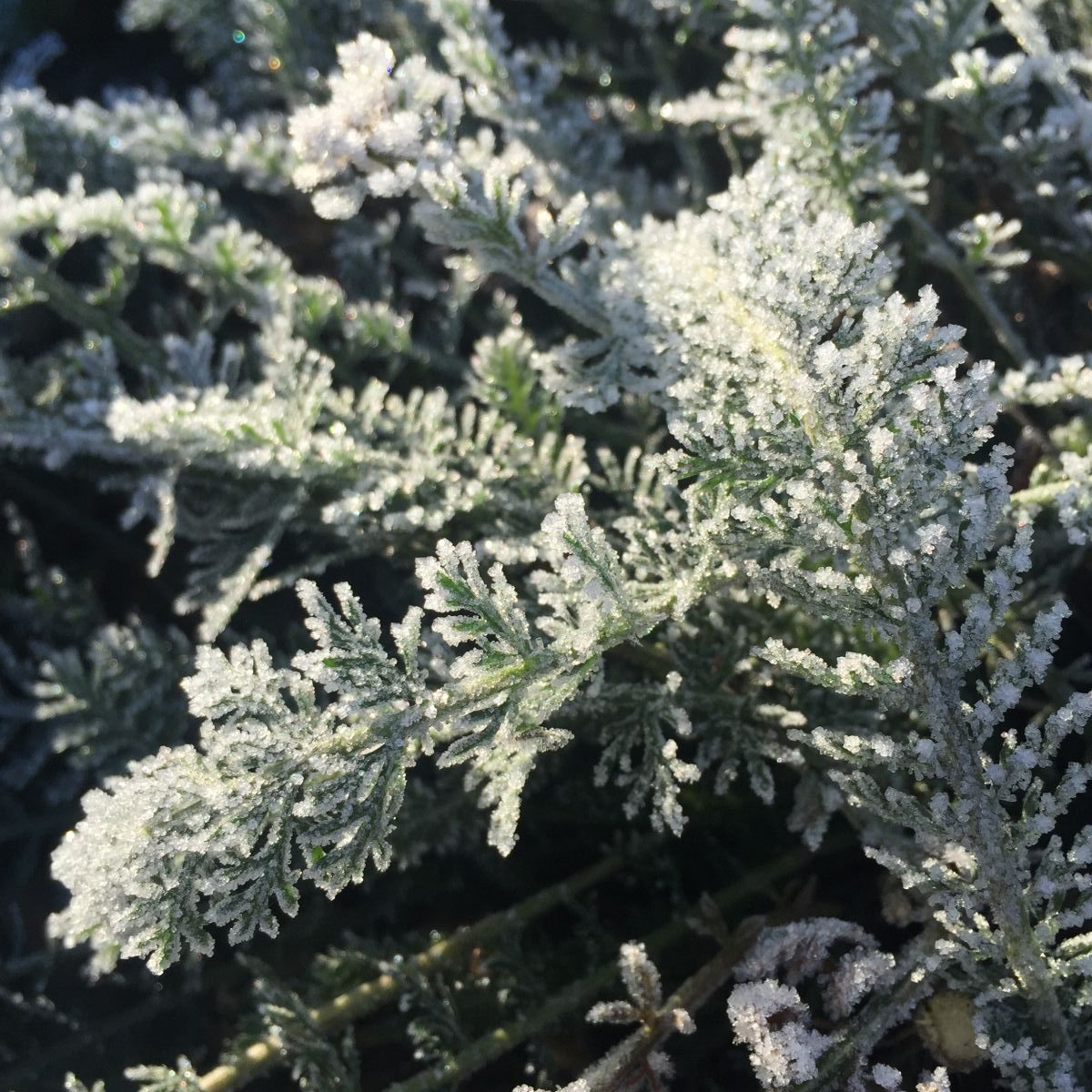 Achillea in frost
