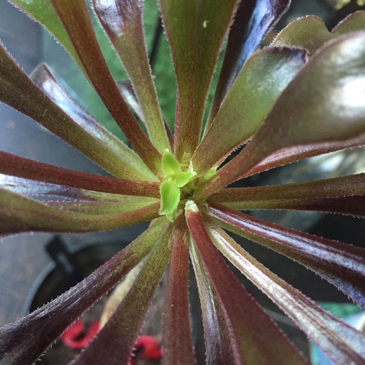 Aeonium arboreum 'Zwartkop'