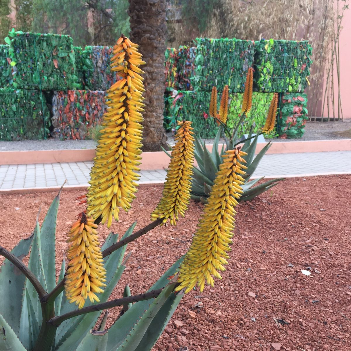 Aloe's occasionally seen planted in beds and pots in the city