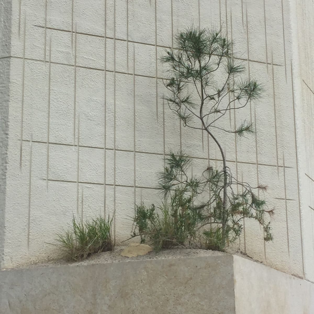 james basson's road to 'best in show' at chelsea flower show 2017 james basson's road to 'best in show' at chelsea flower show 2017