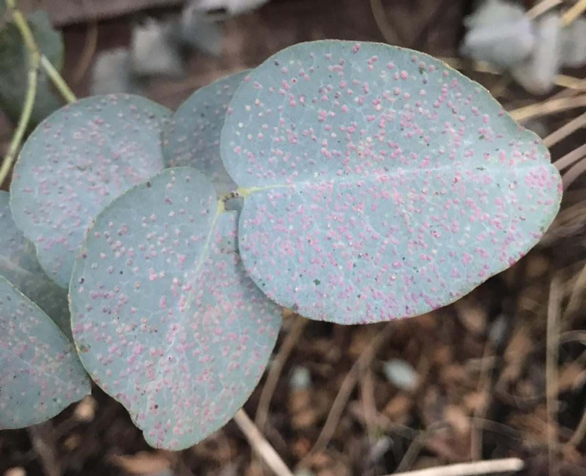 Eucalyptus gunnii with Eucalyptus gall wasp