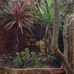 Clapham Garden (Part 2: Moving A Cordyline Australis)