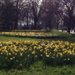 Clapham Common Old Town Daffodils