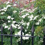 Clapham Manor Street front garden