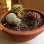 Cacti mini garden