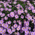 Brachyscome iberidifolia (blue) window box pruning