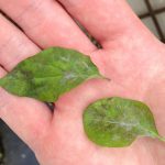 Pests and diseases (vine weevil, slugs, snails and rust)