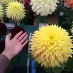 National Dahlia Society Annual Show 2014 at RHS Wisley