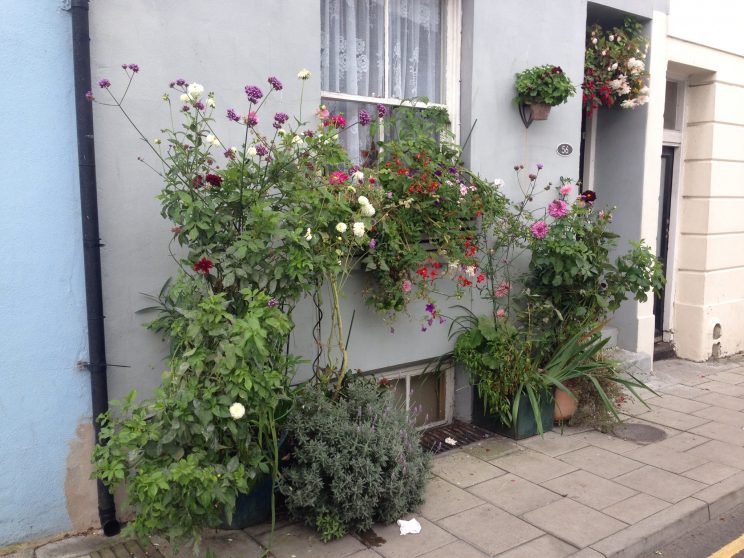 Brighton plants in pots Jack Wallington Garden Design Ltd