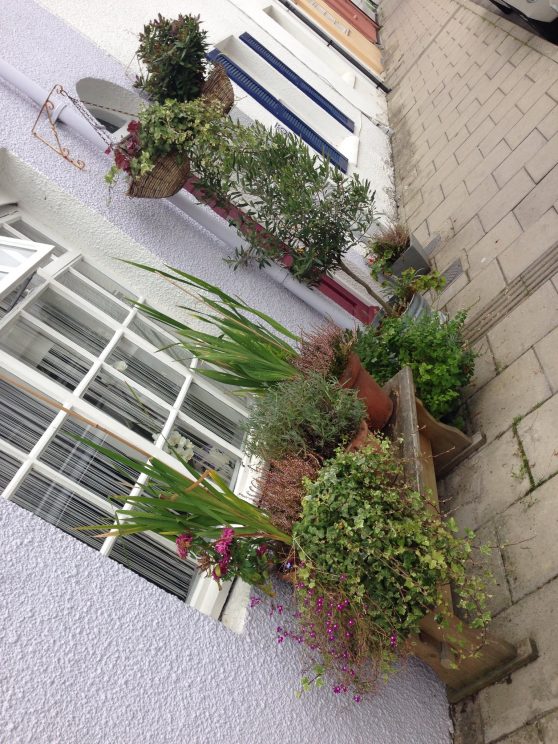 Brighton plants in pots Jack Wallington Garden Design Ltd