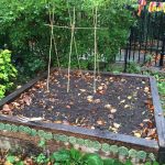 Veggies in the local community garden