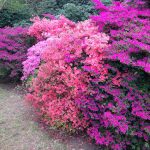 Kew Gardens in spring: a sea of blue bells and dazzling Azaleas