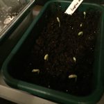 Germination!