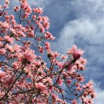 RHS Wisley in spring