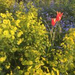 It’s all grow in the Eden community garden