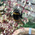 Fuzzy buzz: heuchera think you are?