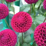 National Dahlia Society Annual Show 2015 & RHS Dahlia Trials