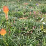 One amazing gardening year