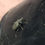 Vine weevil menace returns to Clapham!