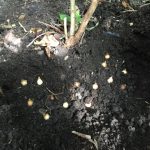 Planting Galanthus nivalis bulbs (Snowdrops)