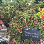 Solenostemon scuttelarioides (aka Coleus)